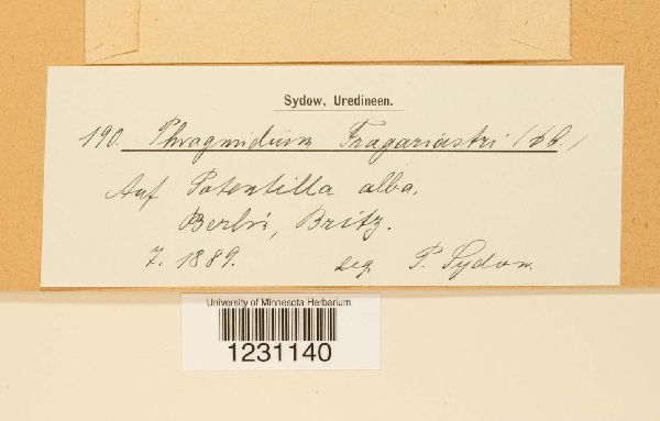 Phragmidium fragariae image