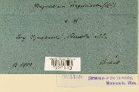 Phragmidium fragariae image