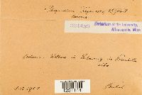 Phragmidium fragariae image