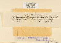 Phragmidium fragariae image