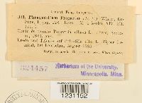 Phragmidium fragariae image