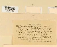 thumbnail image of current specimen