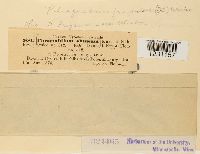 Phragmidium fragariae image