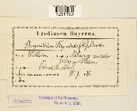 Phragmidium fragariae image