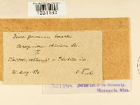 Phragmidium fragariae image