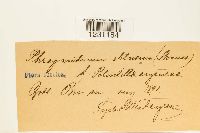 Phragmidium fragariae image