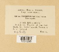 Phragmidium rubi image