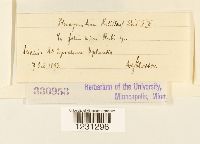 Phragmidium rubi image