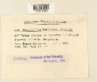 Phragmidium rubi image