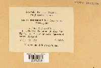 Phragmidium rubi image