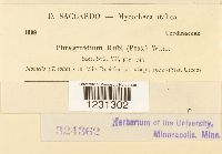 Phragmidium rubi image