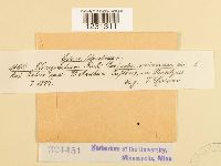 Phragmidium rubi image