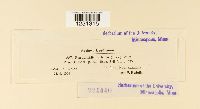 thumbnail image of current specimen