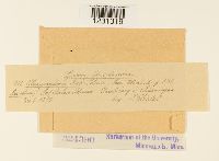 Phragmidium rubi image