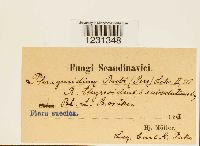 thumbnail image of current specimen