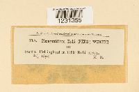 Phragmidium rubi image