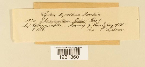 Phragmidium rubi image