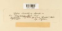 thumbnail image of current specimen