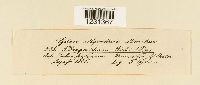 thumbnail image of current specimen