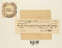 Phragmidium sanguisorbae image