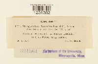 Phragmidium sanguisorbae image