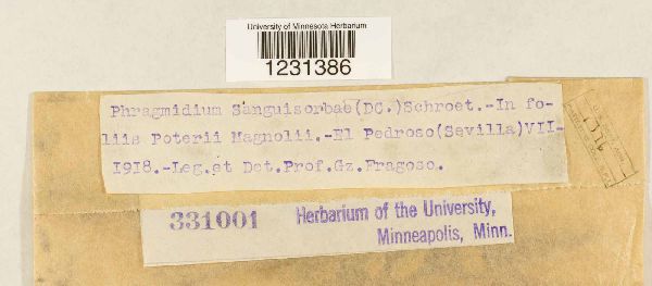 Phragmidium sanguisorbae image