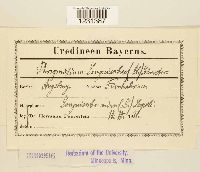 Phragmidium sanguisorbae image