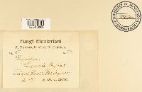 Phragmidium sanguisorbae image