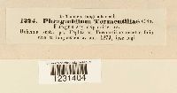 Phragmidium tormentillae image