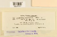 Thumbnail image of current specimen