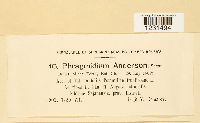 Phragmidium andersonii image