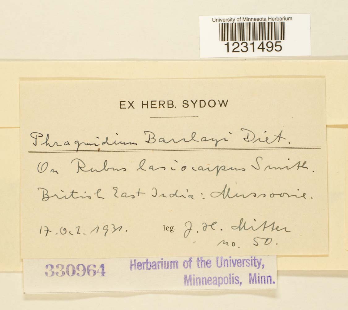 Phragmidium barclayi image