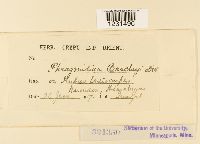 Phragmidium barclayi image