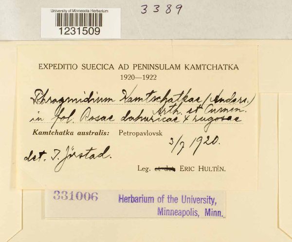 Phragmidium kamtschatkae image