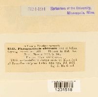 Phragmidium fragariae image