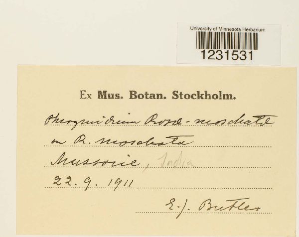 Phragmidium rosae-moschatae image