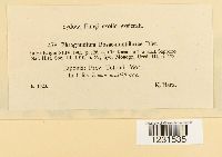 Phragmidium rosae-multiflorae image