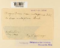 Phragmidium rosae-multiflorae image