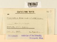 Phragmidium rosae-multiflorae image