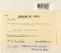 Phragmidium rosae-multiflorae image