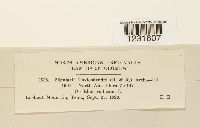 Pileolaria brevipes image