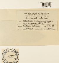 Pileolaria brevipes image