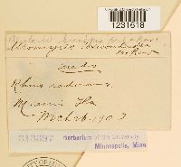 Pileolaria brevipes image