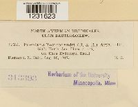 Pileolaria brevipes image