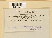 Pileolaria brevipes image