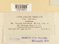 Pileolaria brevipes image