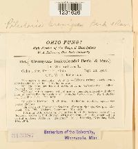 Pileolaria brevipes image