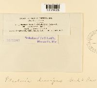 Pileolaria brevipes image