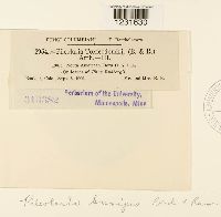 Pileolaria brevipes image