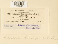 Pileolaria brevipes image